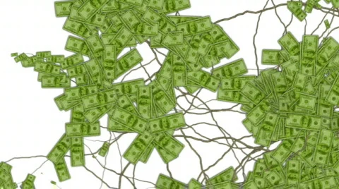 Money grows 4 Stock Footage 539236