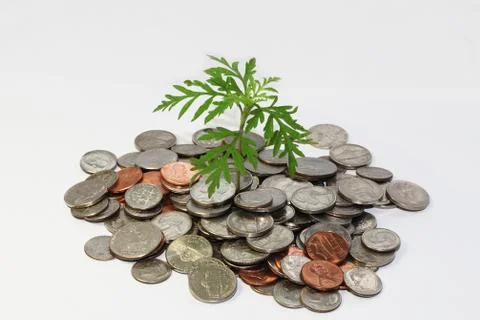 Money Stock Photos