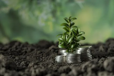 Money Stock Photos