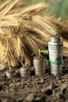 Money Stock Photos