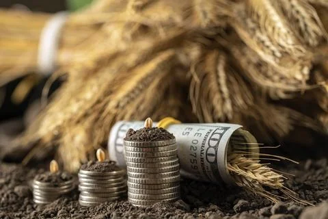 Money Stock Photos