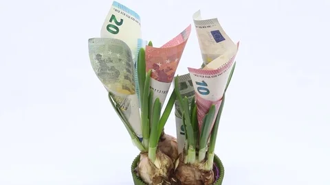 Money plant Video stock 72902603
