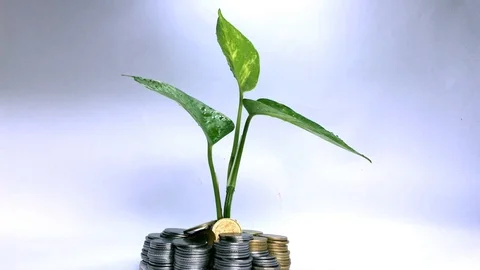 Money Plant 動画素材 107541863
