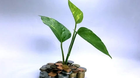Money Plant 動画素材 107541876