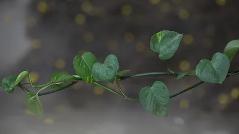 Money plant Stock Footage 127947317