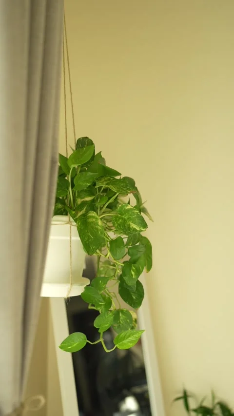 Money Plant Stock Footage 336971961