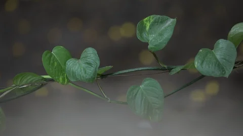 Money plant on a wire Stock Footage 127947334