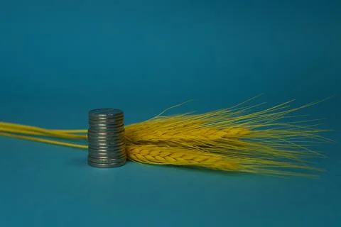 Money stack with yellow wheat seed heads behind Stock Photos