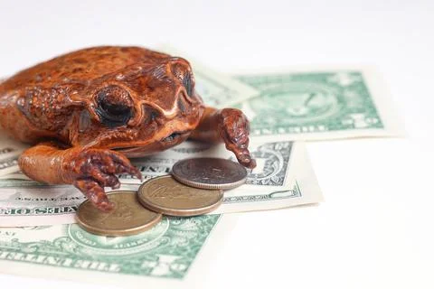 Money Toad with US Dollars and Coins Photos