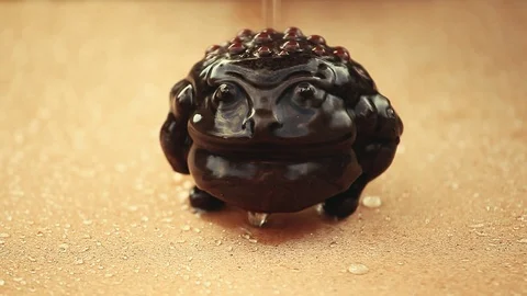 Money Toad Water drops Stock Footage 93704884