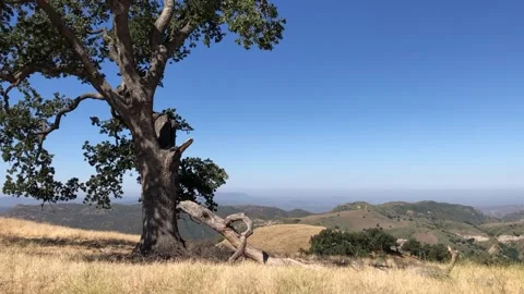 The Money Tree Closeup Tree Santa Monica Mountains Los Angeles California Stock Footage 278253134