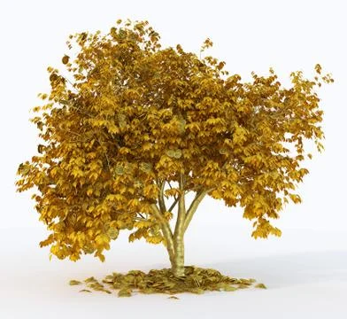 Money tree with coin's on isolate white background Stock Illustration