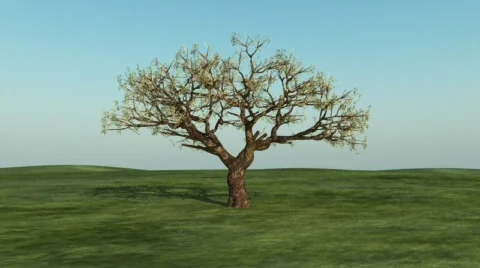 Money Tree 動画素材 565973