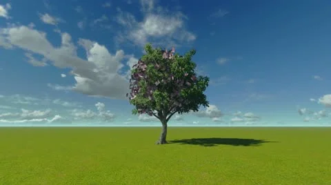 Money tree Stock Footage 22323320