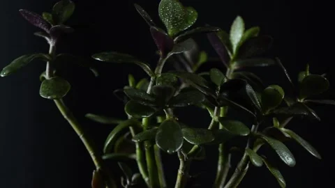 Money Tree Stock Footage 154427528