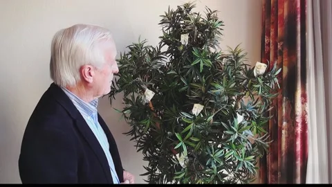 The money tree  Stock Footage 172091637