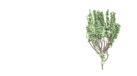 Money tree grows. It has dollars instead of leaves. Stock Footage 32503401