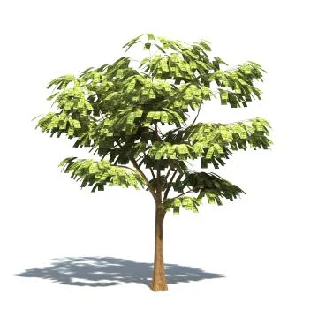 Money Tree Stock Illustration