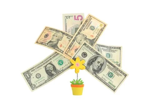 Money tree,   isolated on white. Stock Photos