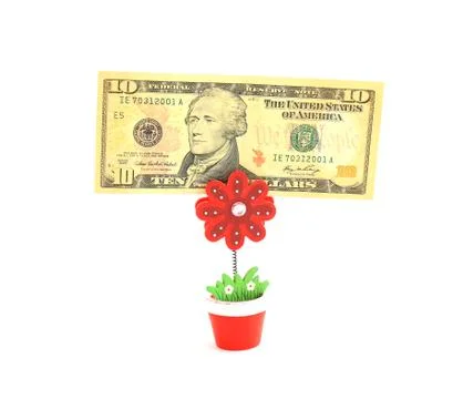 Money tree,   isolated on white. Stock Photos