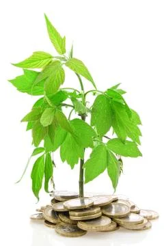Money tree Stock Photos