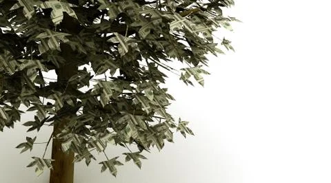 Money Tree Stock Photos