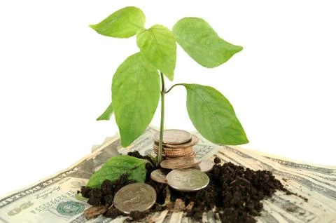 Money tree Stock Photos
