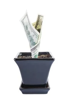Money tree Photos