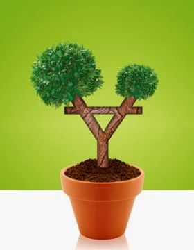 Money tree Stock Photos