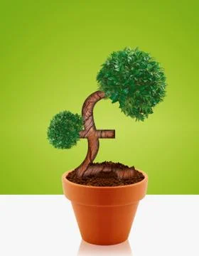 Money tree Stock Photos