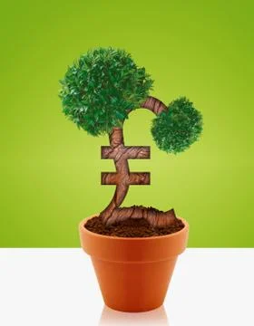 Money tree Stock Photos