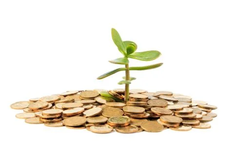 Money Tree Stock Photos