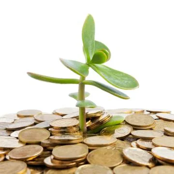 Money Tree Stock Photos