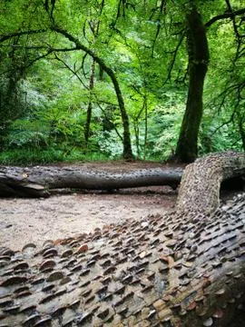 Money Tree Stock Photos