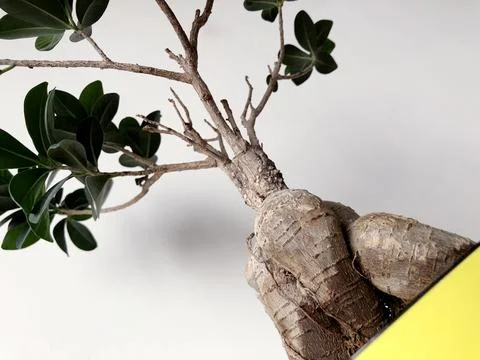 Money Tree Stock Photos