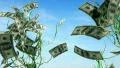 Money trees growing, LOOP HD Footage