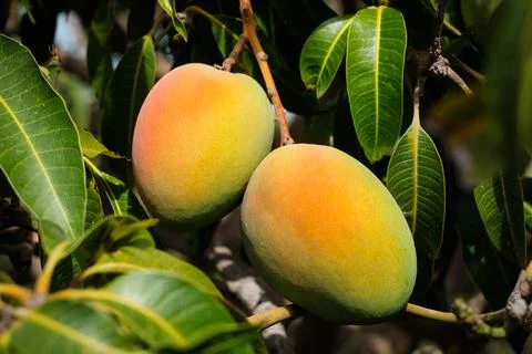 Mongo fruit hanging on tree - mongo fruits - Stock Photos