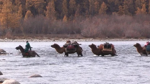 Mongol Leads Camels Across the River Stockbeeldmateriaal 83843166