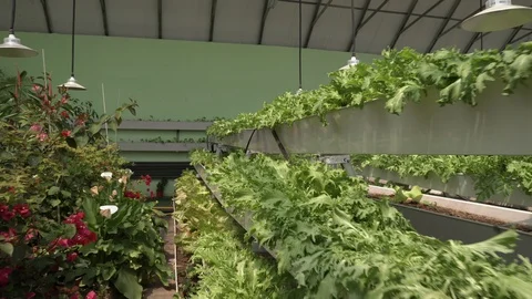 Mongolia 015 Plants in greenhouse Stock Footage 128398317