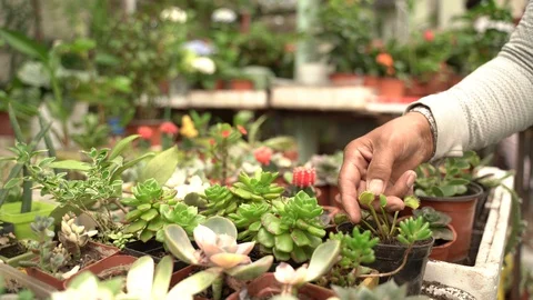 Mongolia 022 touching Venus Flytrap Видео 128398357