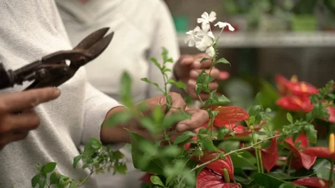 Mongolia 023 pruning plants Stock Footage 128398664