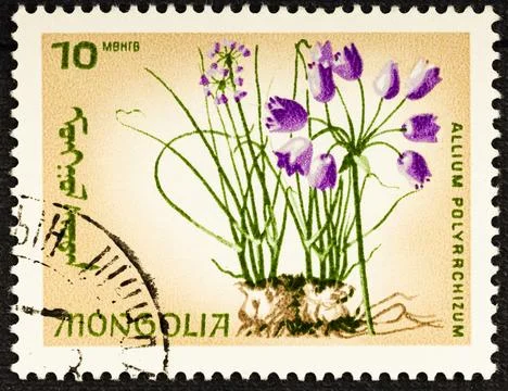 MONGOLIA - CIRCA 1966: Postage stamp issued in Mongolia with the image of Mul Stock Photos
