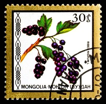 MONGOLIA - CIRCA 1986: A postage stamp from Mongolia showing berries Ribes Foto stock