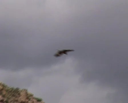 Mongolia eagle Stock Footage 376901