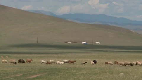 Mongolia Stock Footage 136462645