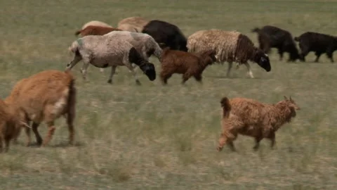 Mongolia Stock Footage 136463249