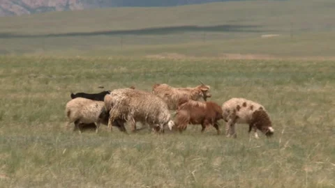 Mongolia Stock Footage 136463516