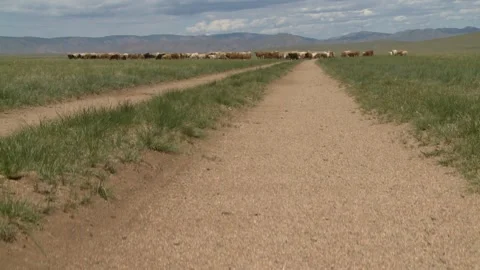 Mongolia Stock Footage 136464388