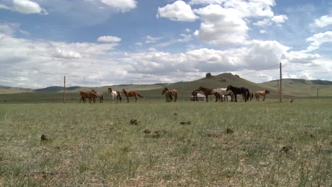 Mongolia Stock Footage 136464509