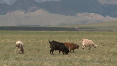 Mongolia Stock Footage 136464563